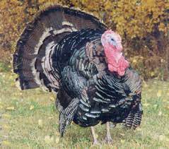 Orlopp bronze turkeys have a beautiful natural black feathering and. Heritage Pasture Raised Orlopp Broad Breasted Bronze Turkey Deposit Per Bird Sold Out