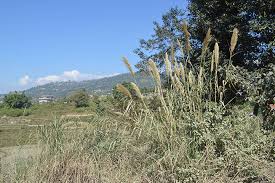 Image result for Phragmites karka
