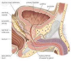 Image result for Prostate Anatomy