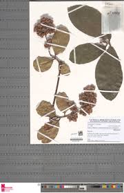 Image result for Tetracera alnifolia