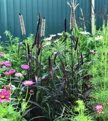 Check spelling or type a new query. Purple Majesty Millet John Scheepers Kitchen Garden Seeds