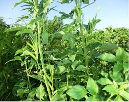 Sowing distances and method are the same as for french beans with 30cm between plants or 50cm between rows or the same wigwam type cane supports. Cultivation Of Cluster Beans
