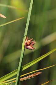 Image result for Schoenoplectus muricinux