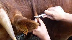 In addition, persistence of m. Diagnosis Of Bovine Tuberculosis
