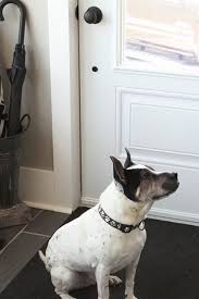As Humans We Love How Convenient Dry Shampoo Is But Did You Know That A Version Of It Can Be Helpful For Dogs Homemade Dry Shampoo Dry Dog Shampoo Dog Shampoo