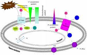 For cells suspended in physiological buffers, the time domain of membrane charging is in the submicrosecond range. The Pi Transporter Mechanism In The Plant Cell A Membrane Integral Download Scientific Diagram