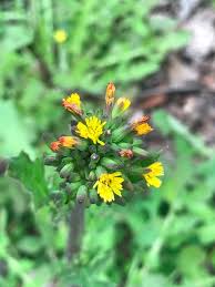 Image result for Youngia japonica