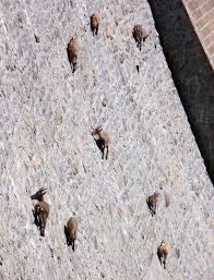 Their hooves have a hard outer ring with a spongy center that helps them stick to rocks. Biomimetic Designers Take Note Goat Hooves Confer Ninja Like Climbing Abilities Core77