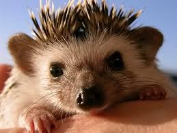 images?q=tbn:ANd9GcS5RkJbIvhP9Us9pl4g3Gj