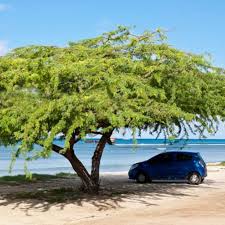 Image result for Libidibia coriaria