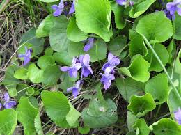 Image result for Viola abyssinica