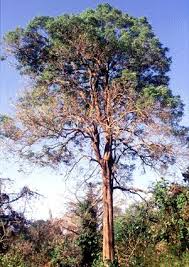 Image result for Dalbergia martinii