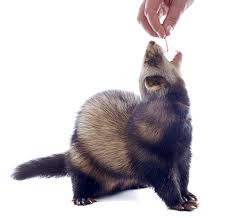 Ferret Food Facts On Feeding Your Ferret For A Healthy Life