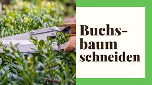 Wann sollten sie den buchsbaum schneiden? Wann Buchsbaum Schneiden Der Richtige Zeitpunkt Ist Entscheidend Youtube