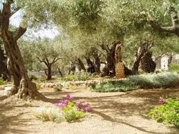 Garden Of Gethsemane Garden Of Gethsemane Agony In The Garden Holy Land