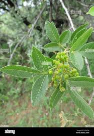 Image result for Searsia pyroides