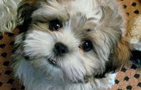Maybe you would like to learn more about one of these? The Most Adorable Cute Shih Tzu Puppy Love Your Dog Animals At Repinned Net