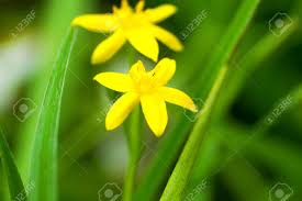 Image result for Hypoxidaceae