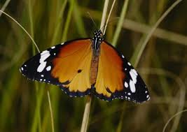 Image result for Stathmostelma pedunculatum