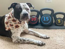 Breeding a tiny texas heeler back to a miniature acd or aussie shepherd will create an even smaller mini aussie blue heeler mix, so there are the typical generational dogs (formally known as f1, f1b, etc., depending on what dogs were mated) produced. A Helpful Guide To The Blue Heeler Pitbull Mix K9 Web