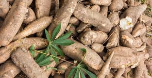 Manioc Plantation Taille Et Entretien M6 Deco Fr
