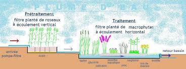Check spelling or type a new query. Fiche Lagunage Ou Filtre Plante Avec Liste De Plantes