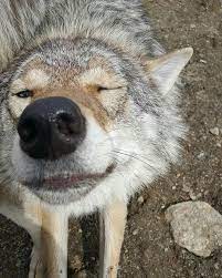 Silly Wolf Wolf Dog Cute Animals Animals Wild