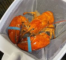 نتیجه جستجوی لغت [lobster] در گوگل