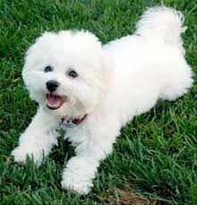 Rehoming chance, sweet and very mild mannered boy age: Bichon Frise Puppies For Sale In California Legend Bichon Bichon Frise Puppy Bichon Frise Dogs Bichon Dog