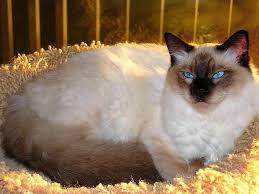 Bred by veterinarian, beautiful, playful, naughty, very forward little boy, always purring. Balinese Cat Price Range Balinese Kittens For Sale Cost From Breeders