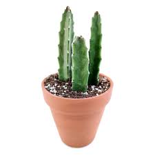 Image result for Stapelia gigantea