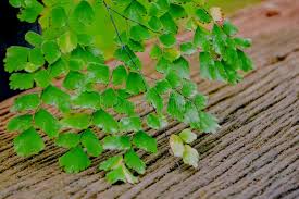 Image result for Pteridaceae