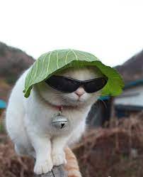 It Is So Hot Wear The Hat And Glasses Cute Animals Cute Cats Funny Animals