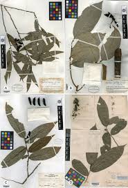 Image result for Huberantha