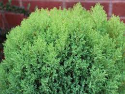 We did not find results for: Thuja Orientalis Rosedalis