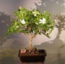 Flowering bonsai trees for beginners. Flowering Gardenia Bonsai Tree Large Jasminoides Miami Supreme