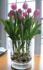 Tulips Grown In A Glass Vase A Wide Glass Vase With A Dozen Or So Bare Tulip Bulbs In The Bottom There Is A Little Grate Bulb Flowers Indoor Flowers Plants