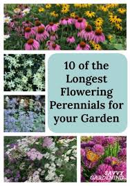 Maybe you would like to learn more about one of these? 10 Of The Longest Flowering Perennials For Your Garden