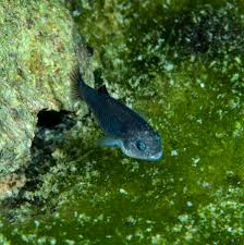 Image result for Dissotis falcipila