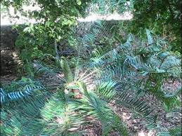 Image result for Encephalartos chimanimaniensis