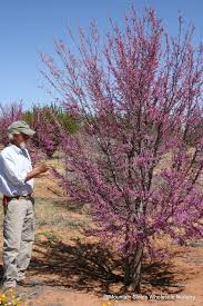 Image result for Cercis