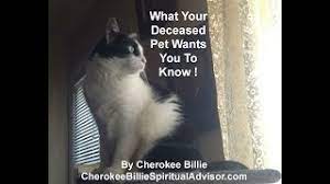 Click to learn more about the things we feel your deceased pet wants you to know. What Your Deceased Pet Wants You To Know After Life Cherokee Billie Spiritual Advisor