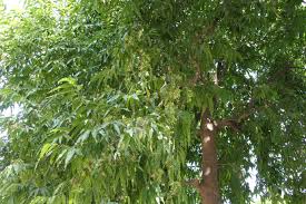 Image result for Monoon longifolium