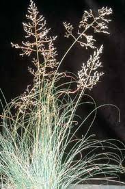 Image result for Eragrostis curvula