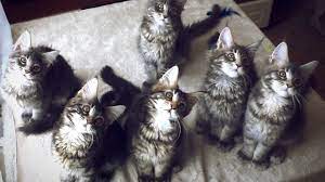 Ab dem dritten lebensmonat ernähren sich kätzchen nur noch von kittennahrung. Katzenbabys Tipps Zum Umgang Mit Kitten Zooroyal Magazin