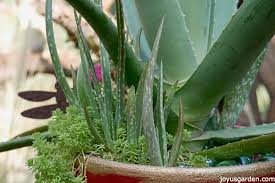 So place them near a window where they can enough sunlight throughout the day. Aloe Vera An Easy Care Succulent To Grow As A Houseplant