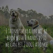 2 Hands 2 Dogs Best Dog Quotes Puppy Quotes Dog Instagram Captions