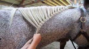 How To Braid A Horse S Mane Pferde Frisuren Pferdefrisuren Pferdemahne