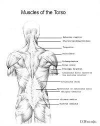 Within this group of back muscles you will find the latissimus dorsi, the trapezius, levator scapulae and the rhomboids. Back Muscles Study By Darkkenjie On Deviantart Back Muscles Muscle Muscles Drawing