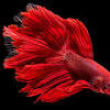 Zum verkauf steht dieses wunderschöne betta splendens giant männchen in der farbe mustard gas. Https Encrypted Tbn0 Gstatic Com Images Q Tbn And9gcsakutu6unrglchxch9d7js617rfqjprvz Vixgwow Usqp Cau
